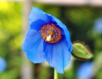 Excellent blue poppy like flowers with yellow stamens